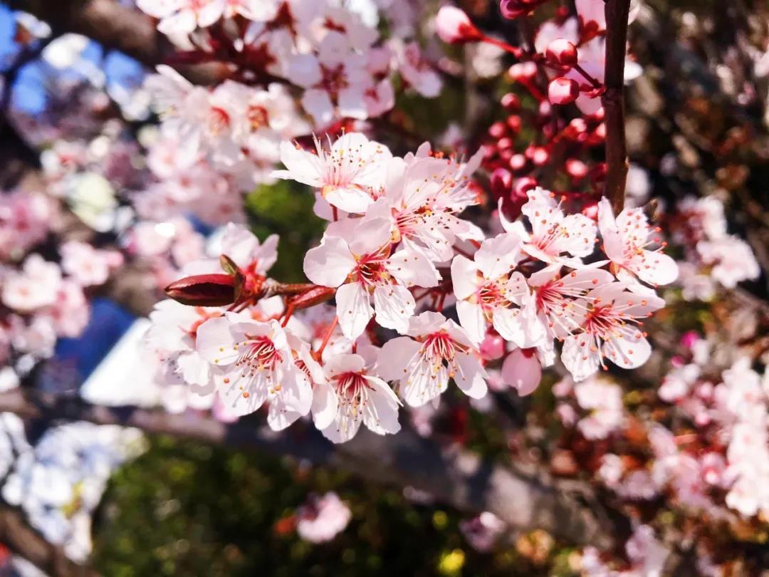 在麗江的春暖花開(kāi)里，邂逅一場(chǎng)花事！