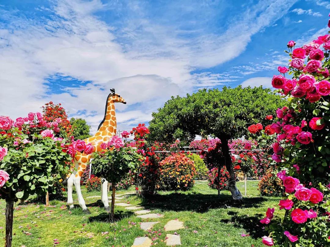 周末去哪兒？麗江這里花開成海，把園區(qū)打造成湖濱公園景區(qū)快來打卡！